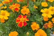 Na dnu ove stranice mozete pogledati ostale moje oglase,Kupovinom od jednog prodavca stedite na postarini..

Tagetes Tenuifolia..Lepe mirisne grmolike kadifice,cvetova jednostavnih i ravnih sa krupnim latica.Boje zute,narandzaste i crvene sa po nekim cvetom prosaranim u sredisnjem delu .Narastu do 30 cm visine. Jednogodišnje su biljke koje nisu zahtjevne za uzgoj. Vrijeme cvatnje je do prvih mrazeva. Veoma su dekorativne na rubovima gredica, uz rubnjake, a poželjno ih je saditi i među povrćem jer odbijaju štetocine, a privlače korisne insekte, pčele i leptire. Također se mogu saditi i u teglice,saksije i držati kao lijep ukras na balkonima i terasama...

Seje se od marta-aprila u posudama – rasadjuje se kada dobije prave listove(nakon mrzeva)
Može se direktno sejati april-maj ali je bolje prvo izvesti rasad..

Razmak setve ili rasadjivanja 25-30 cm.
Dubina setve,0.5-1 cm
Karakteristike
Visina 30 cm
Stanište Sunce
Boja zuta,narandzasta,crvena.


Prodaje se 100+ semena..